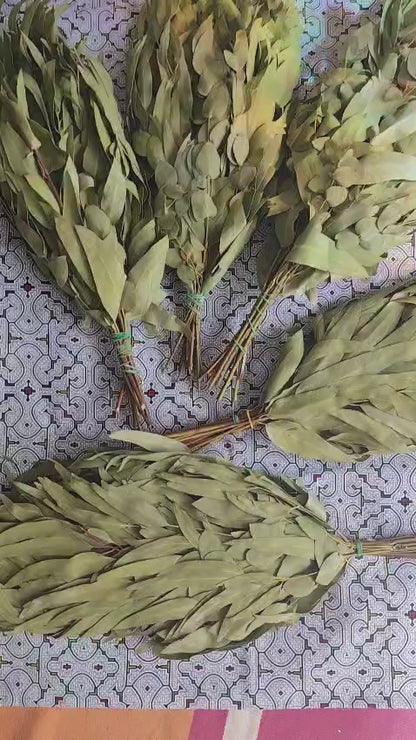 Eucalyptus Chakapa DELUXE