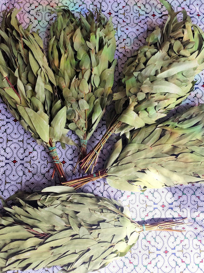 Eucalyptus Chakapa DELUXE