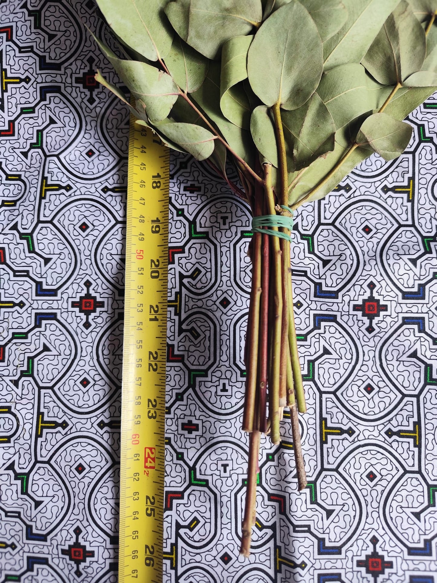 Eucalyptus Chakapa DELUXE
