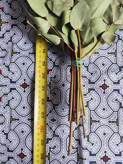 Eucalyptus Chakapa DELUXE