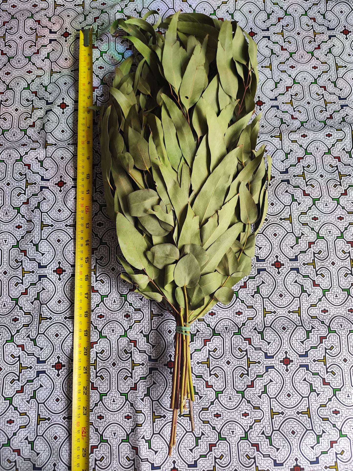 Eucalyptus Chakapa DELUXE