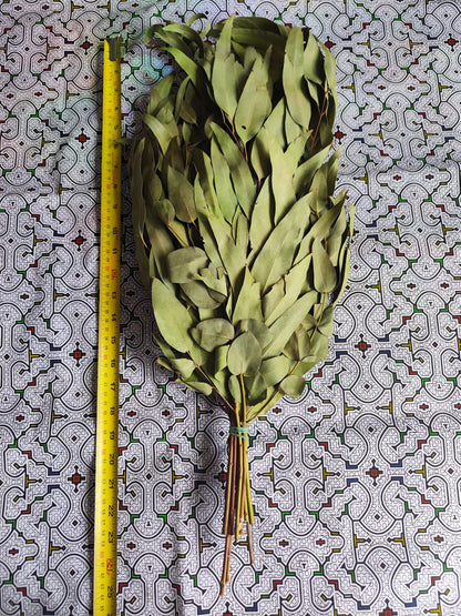 Eucalyptus Chakapa DELUXE